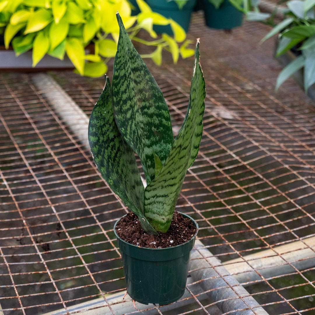 dracaena trifasciata snake plant Sansevieria trifasciata `Futura Robusta'