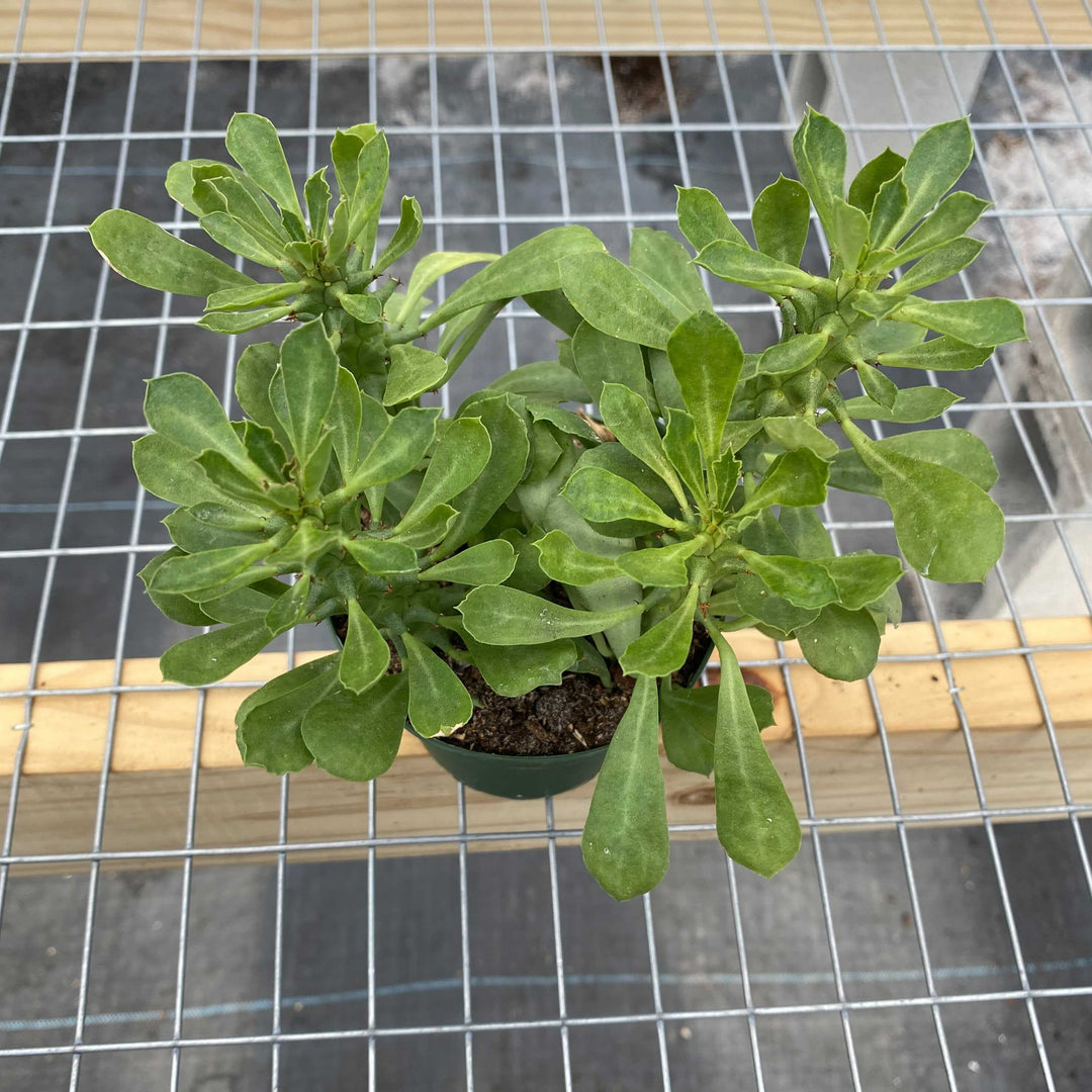 Gabriella Plants 4" Euphorbia guentheri