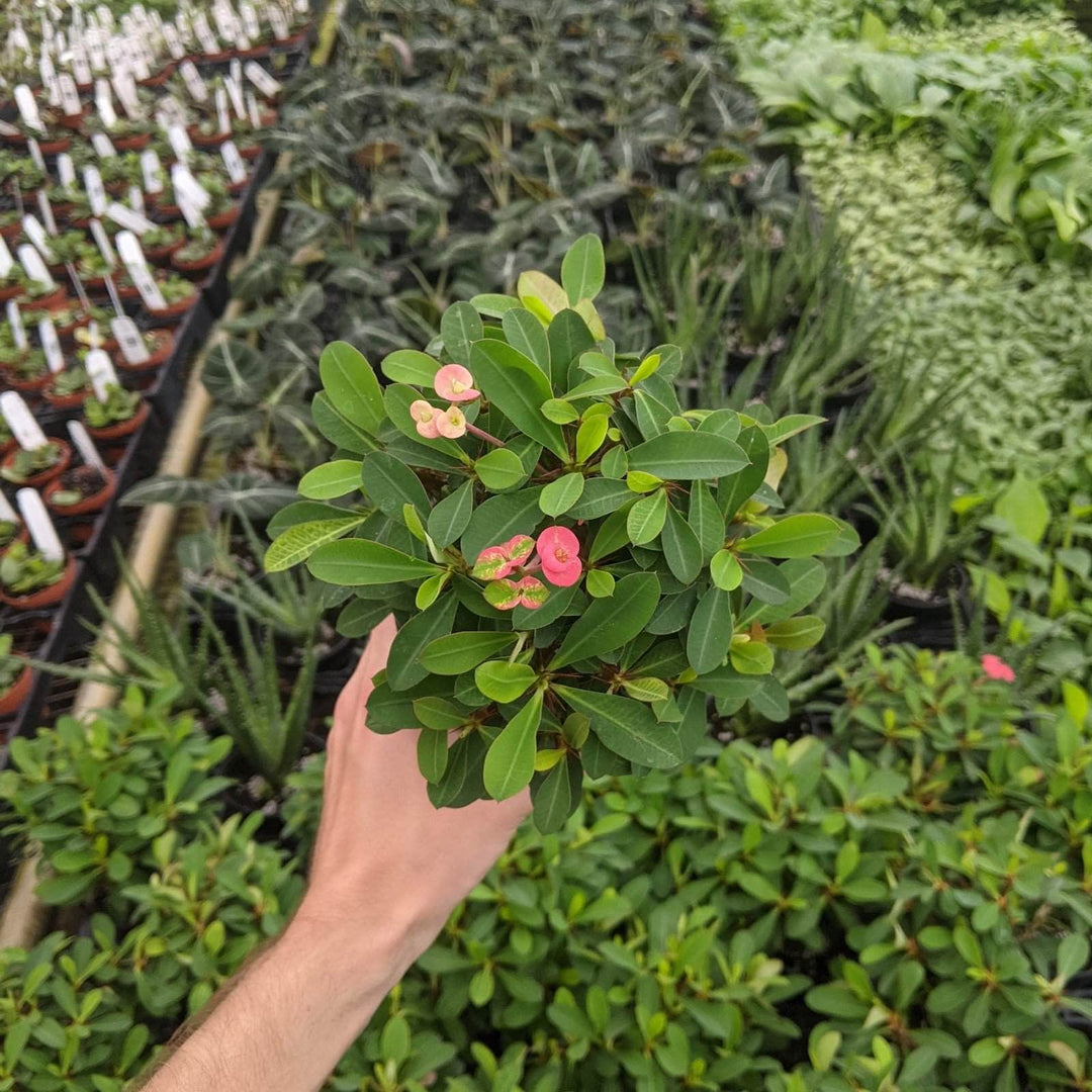 crown of thorns euphorbia milii succulent plant Euphorbia milii "Crown of Thorns"