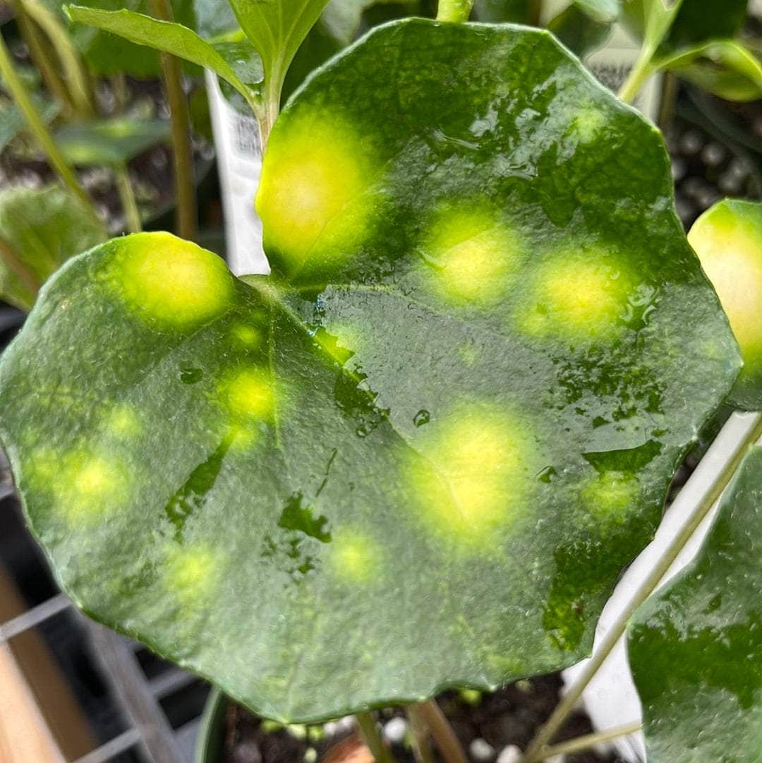 Gabriella Plants Farfugium 4" Farfugium japonicum 'Aureomaculatum' 'Firefly'
