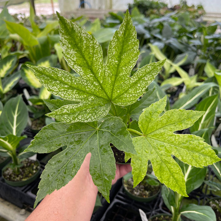 fatsia spider web plant care Fatsia japonica 'Spider's Web'