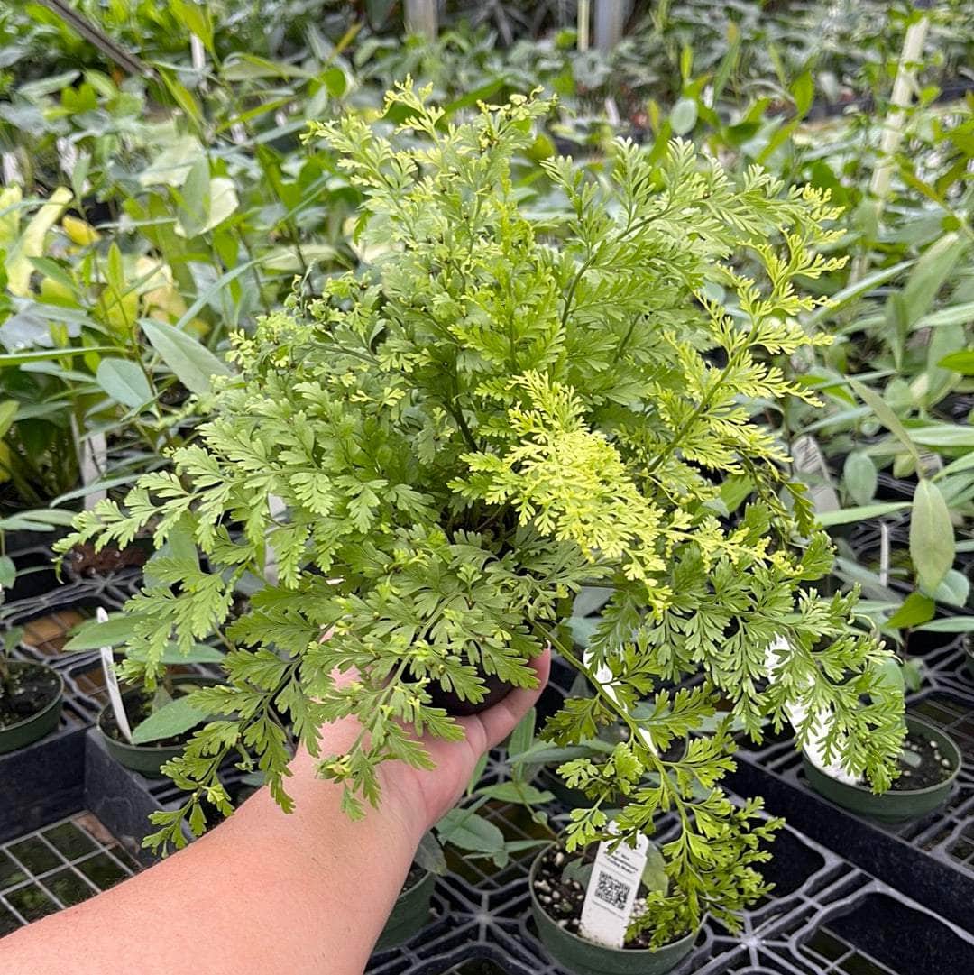 Gabriella Plants Fern 4" Fern Asplenium bulbiferum "Mother Fern"