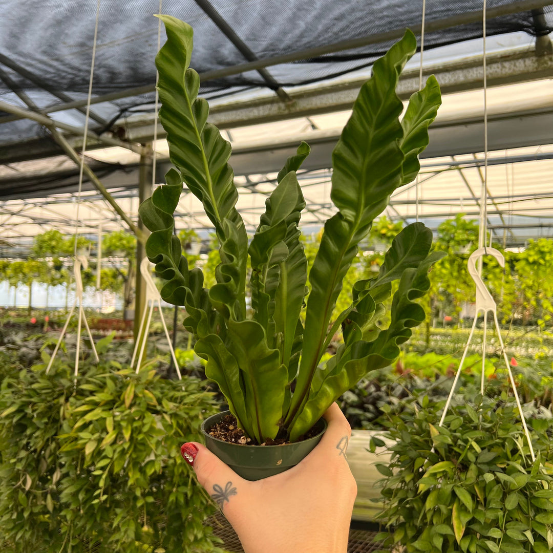 bird nest ferns for sale Fern Bird's Nest Asplenium musifolium 'Cobra'