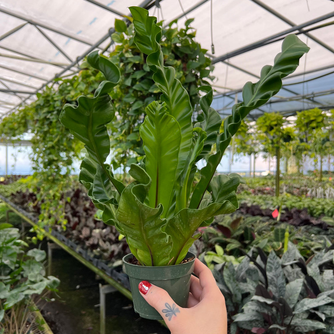 birds nest fern plant Fern Bird's Nest Asplenium musifolium 'Cobra'