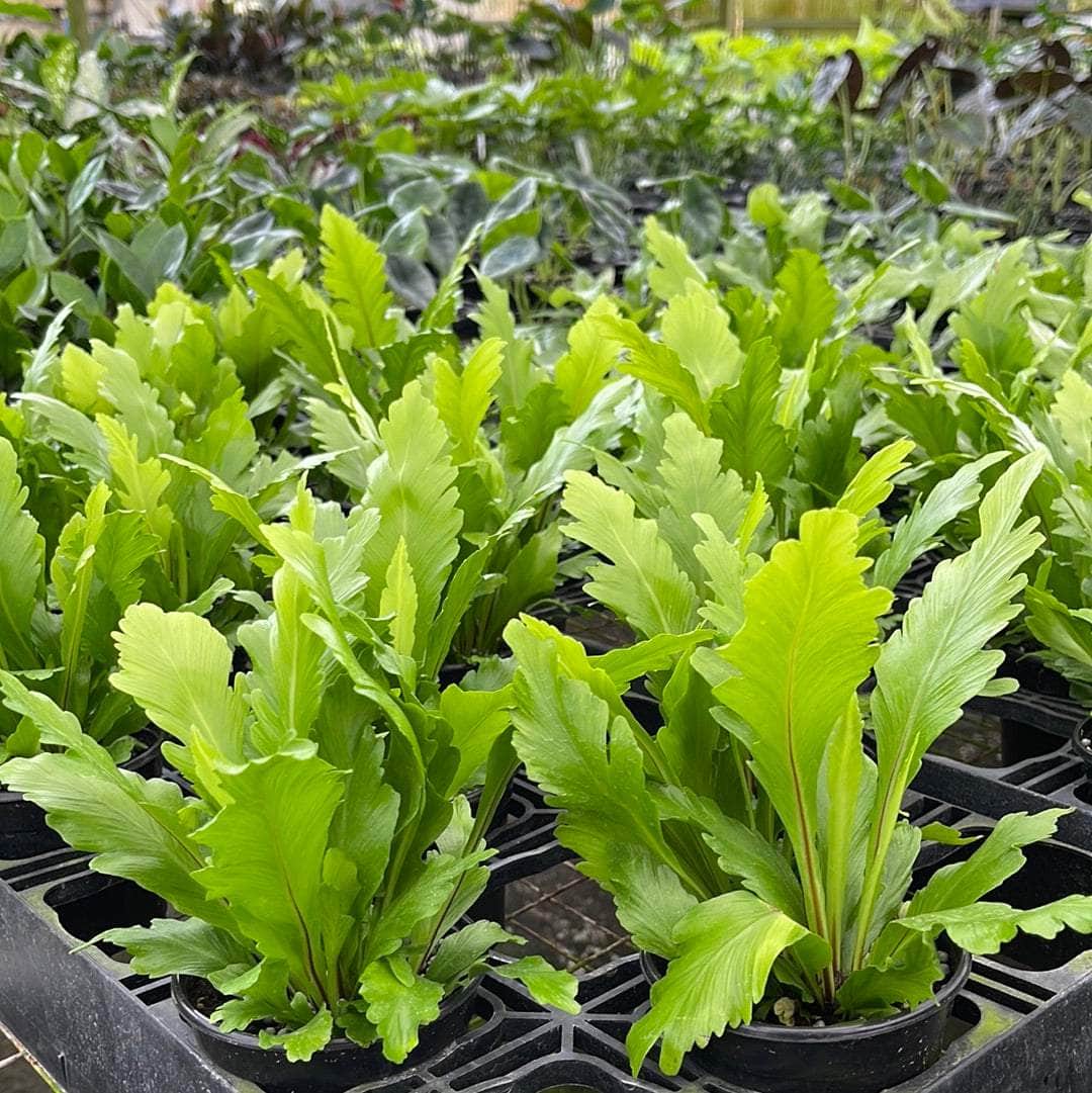 champion bird's nest fern Fern Bird's Nest Asplenium nidus 'Campio' - 4" pot