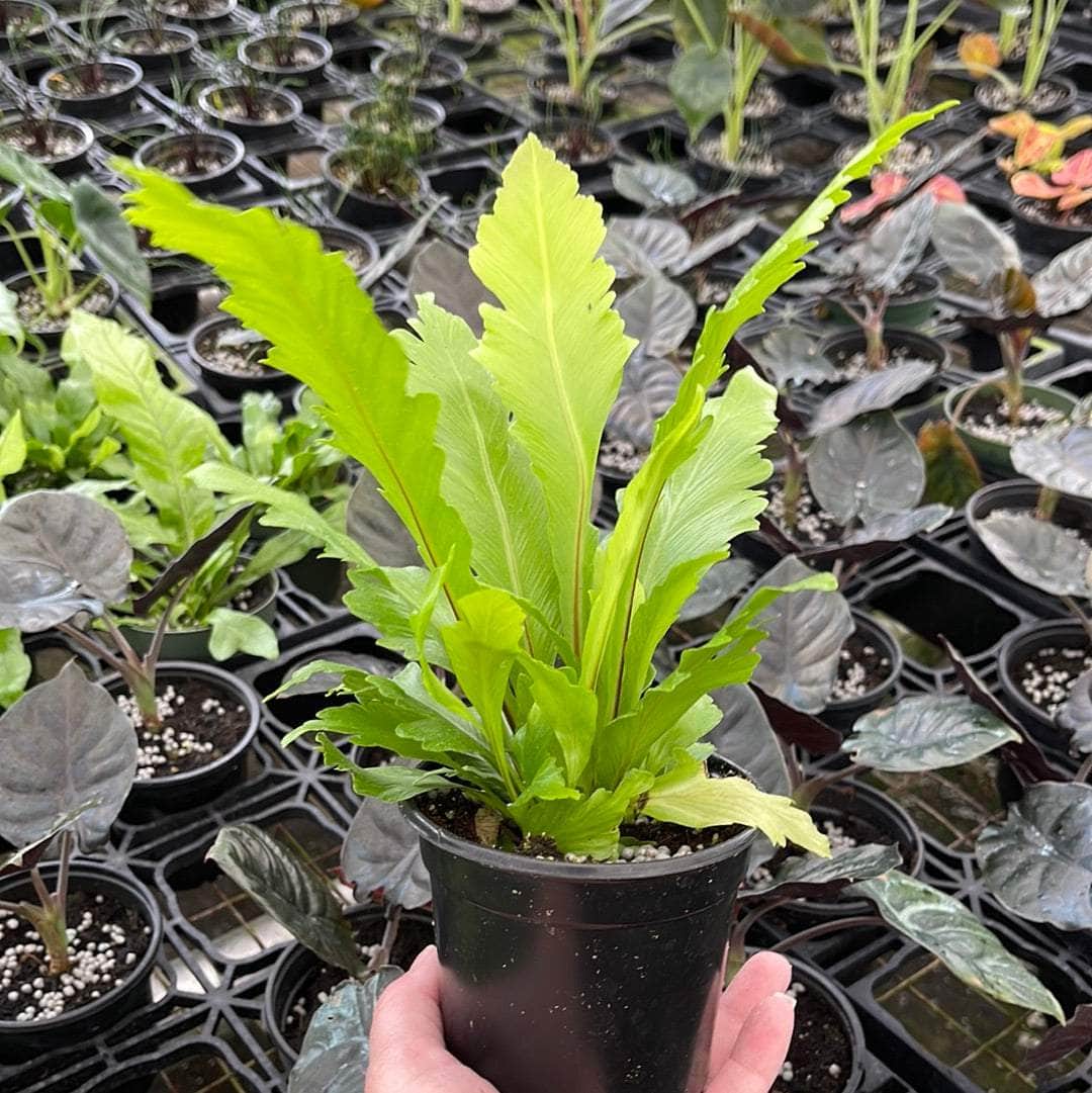 bird's nest fern asplenium nidus Fern Bird's Nest Asplenium nidus 'Campio' - 4" pot