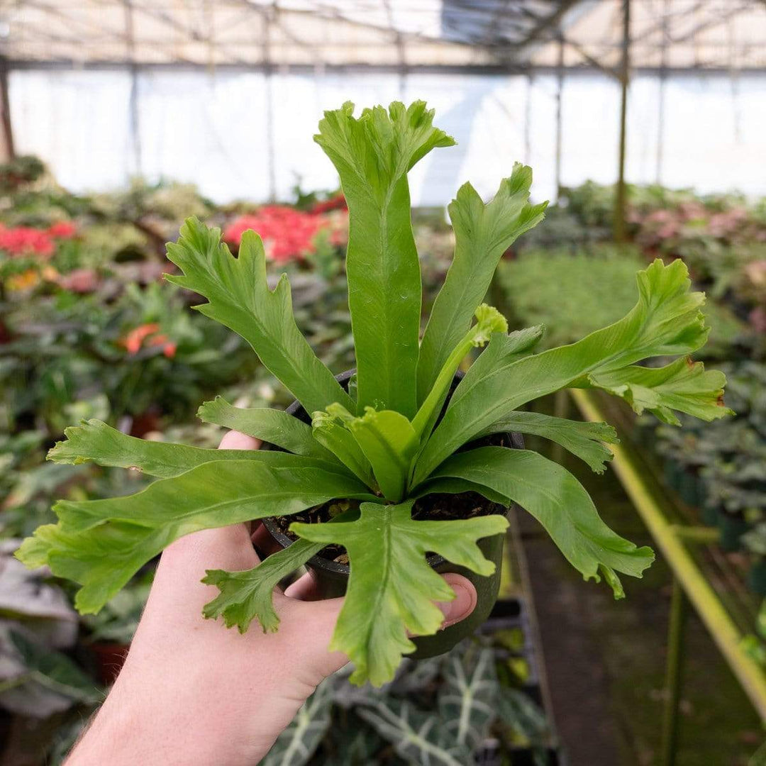 birds nest fern growing season Fern Bird's Nest Asplenium antiquum 'Crissie'