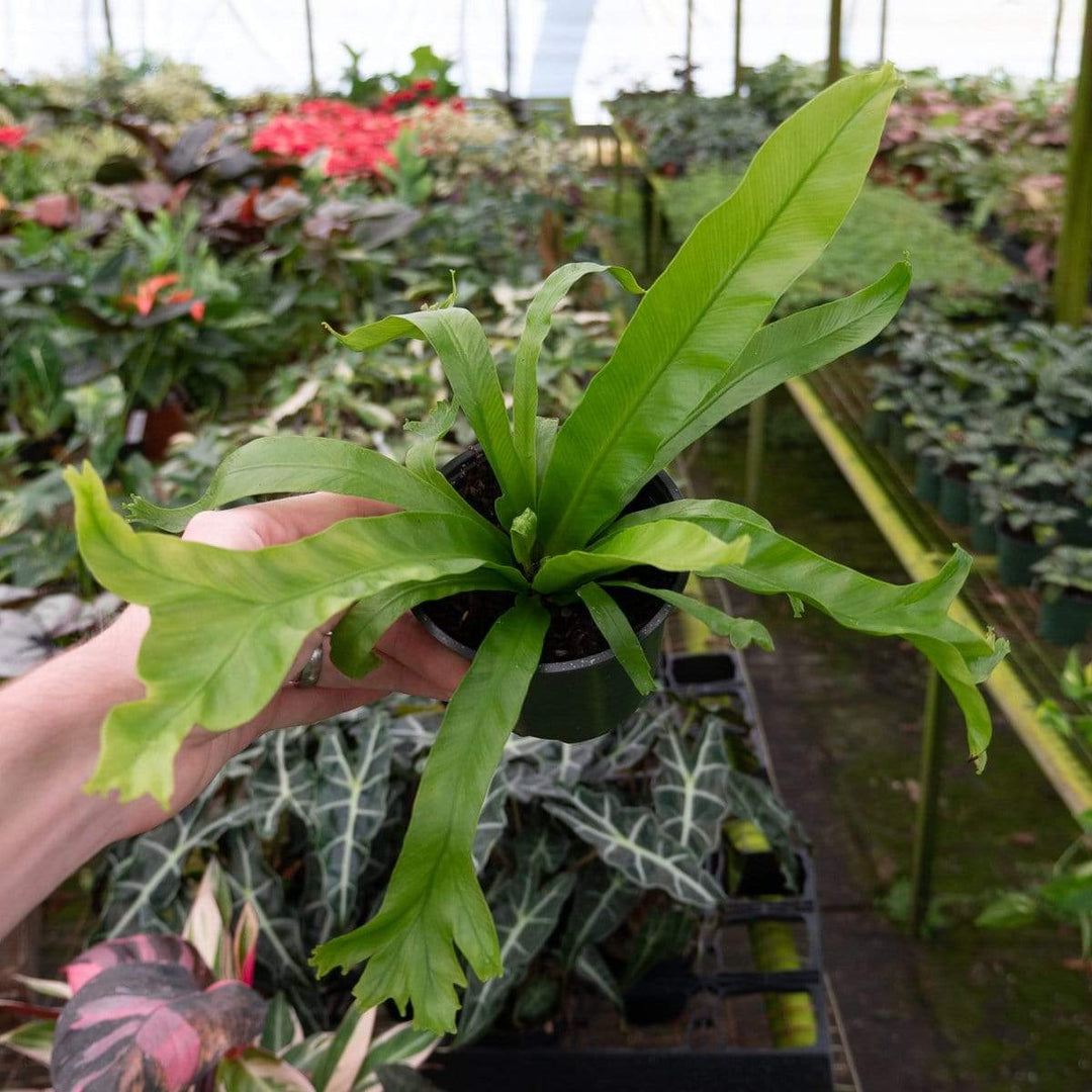 leslie bird's nest fern Fern Bird's Nest Asplenium antiquum 'Leslie'