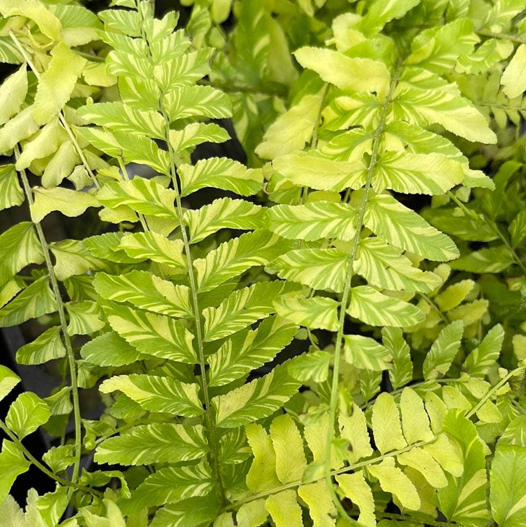 Gabriella Plants 4" Fern Boston Nephrolepis exaltata 'Variegata'  "Tiger Stripe"