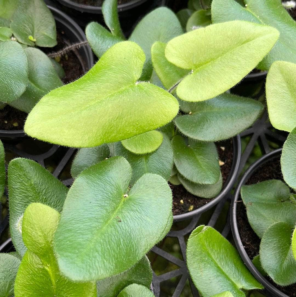 Gabriella Plants Fern 4" Fern Hemionitis arifolia "Heart"