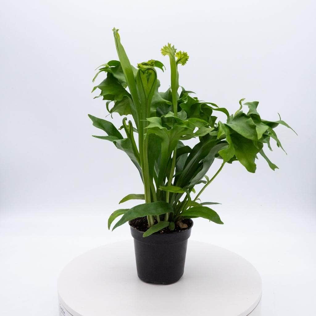 Gabriella Plants Fern 4" Fern Java (Microsorum pteropus)