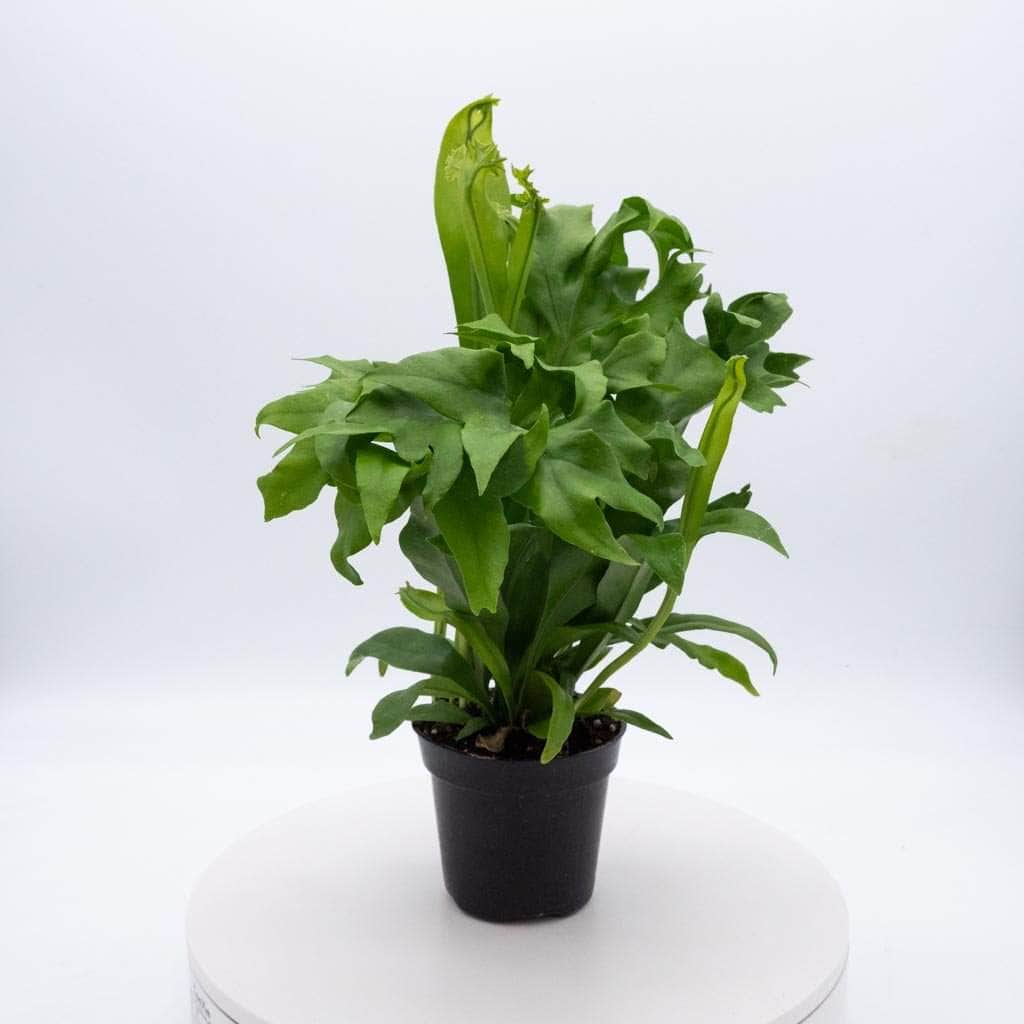 Gabriella Plants Fern 4" Fern Java (Microsorum pteropus)