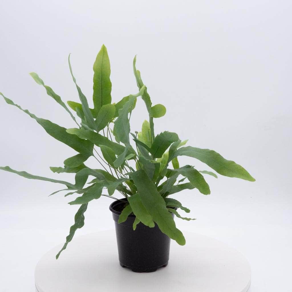 Gabriella Plants Fern 4" Fern Phlebodium aureum "Blue Star"