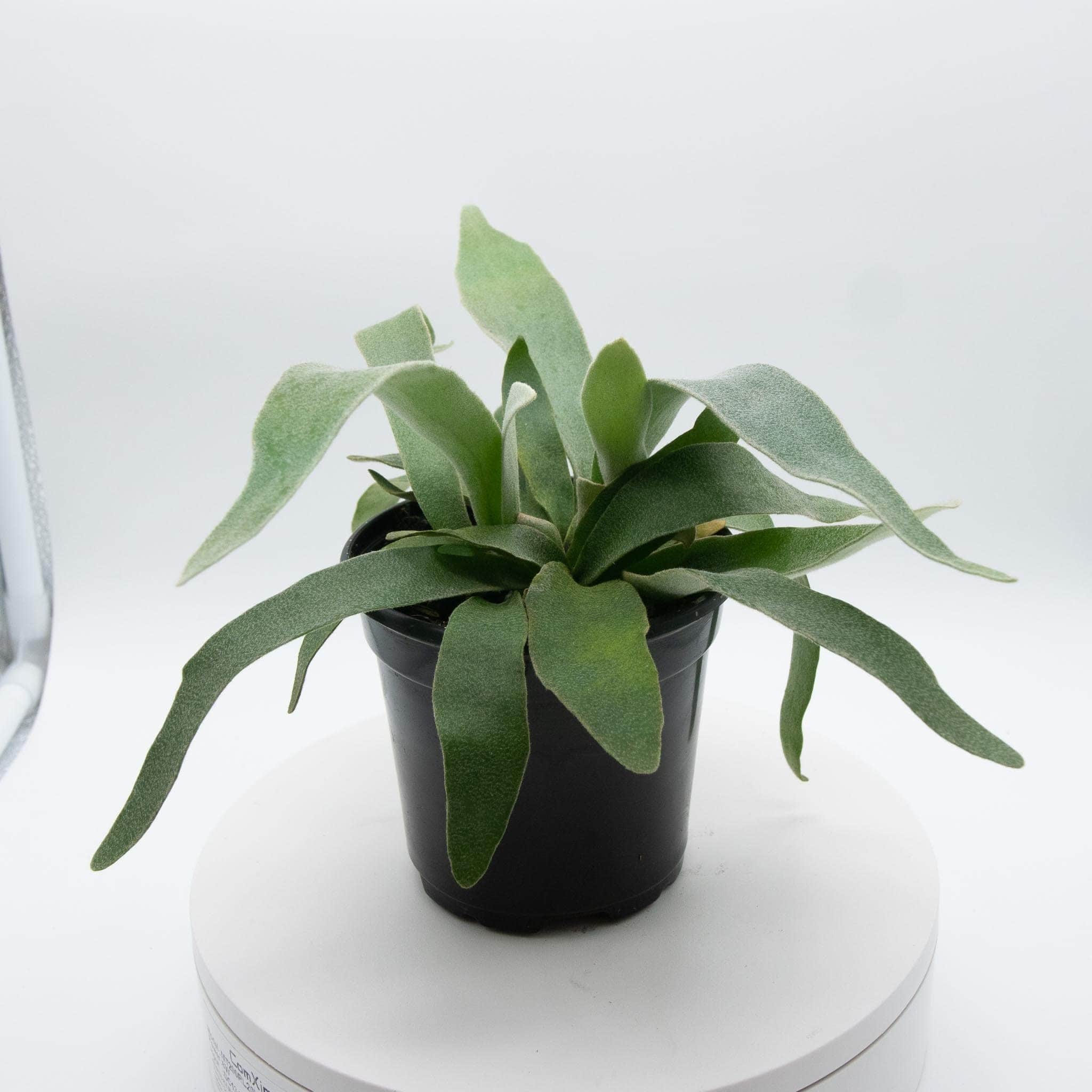 Gabriella Plants Fern 4" Fern Staghorn - platycerium veitchii ‘Lemoinei’