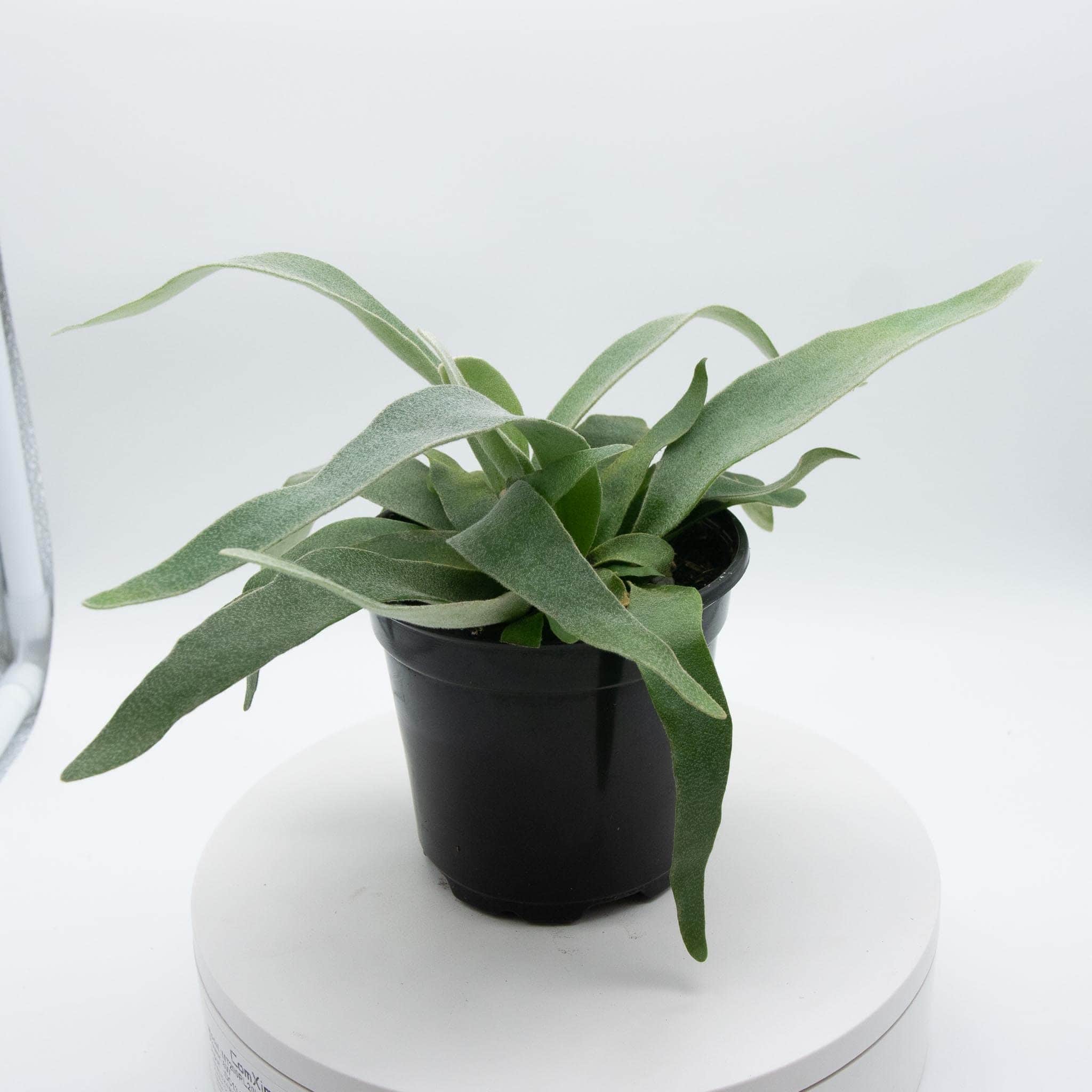 Gabriella Plants Fern 4" Fern Staghorn - platycerium veitchii ‘Lemoinei’