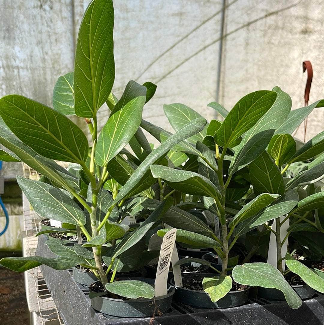 ficus beng audrey Ficus benghalensis 'Audrey'