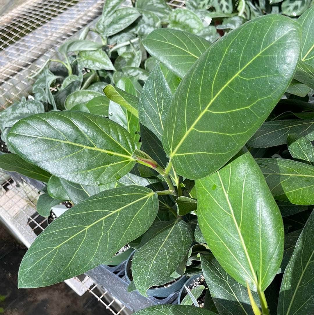 ficus audrey diseases Ficus benghalensis 'Audrey'