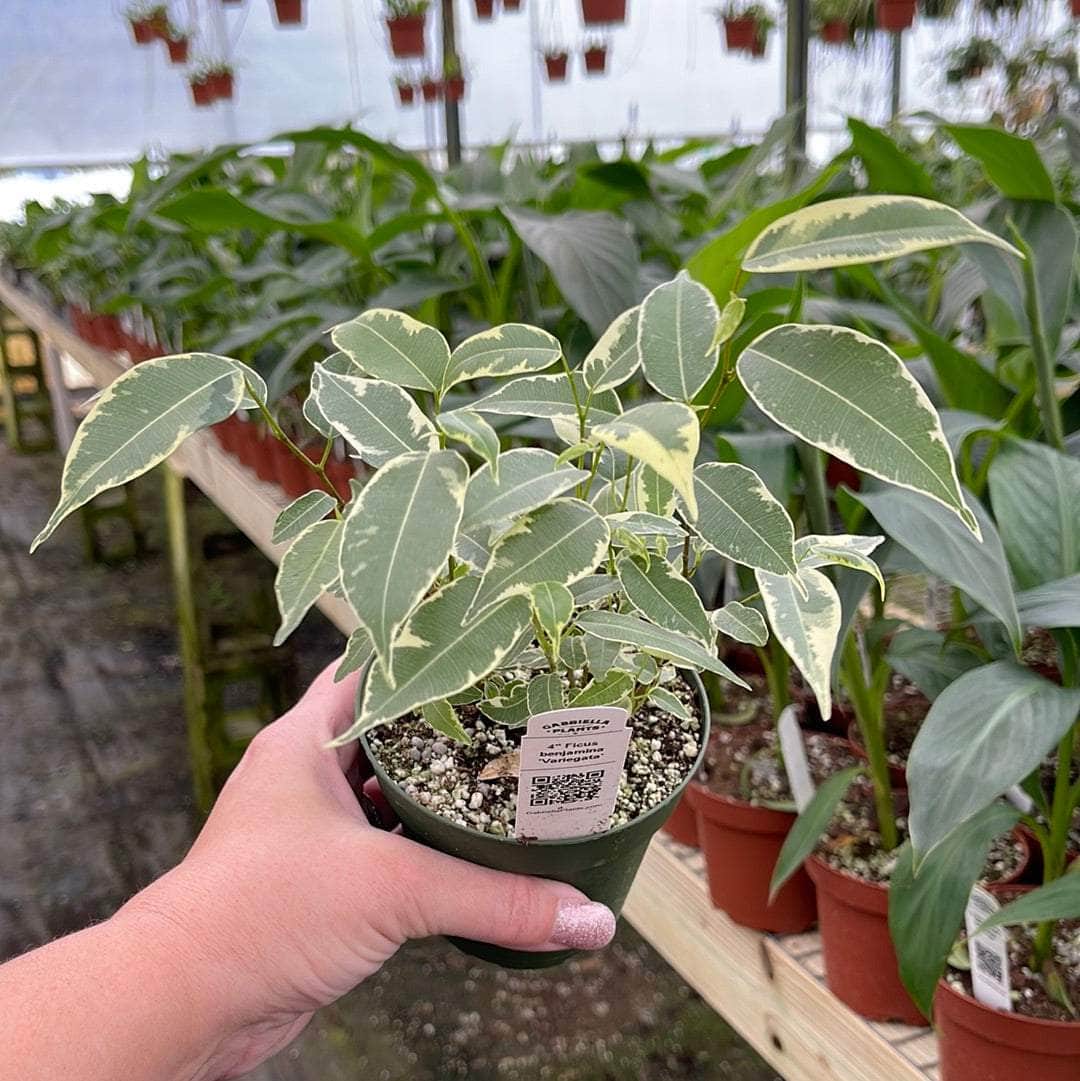 ficus altissima variegata for sale Ficus benjamina 'Variegata'