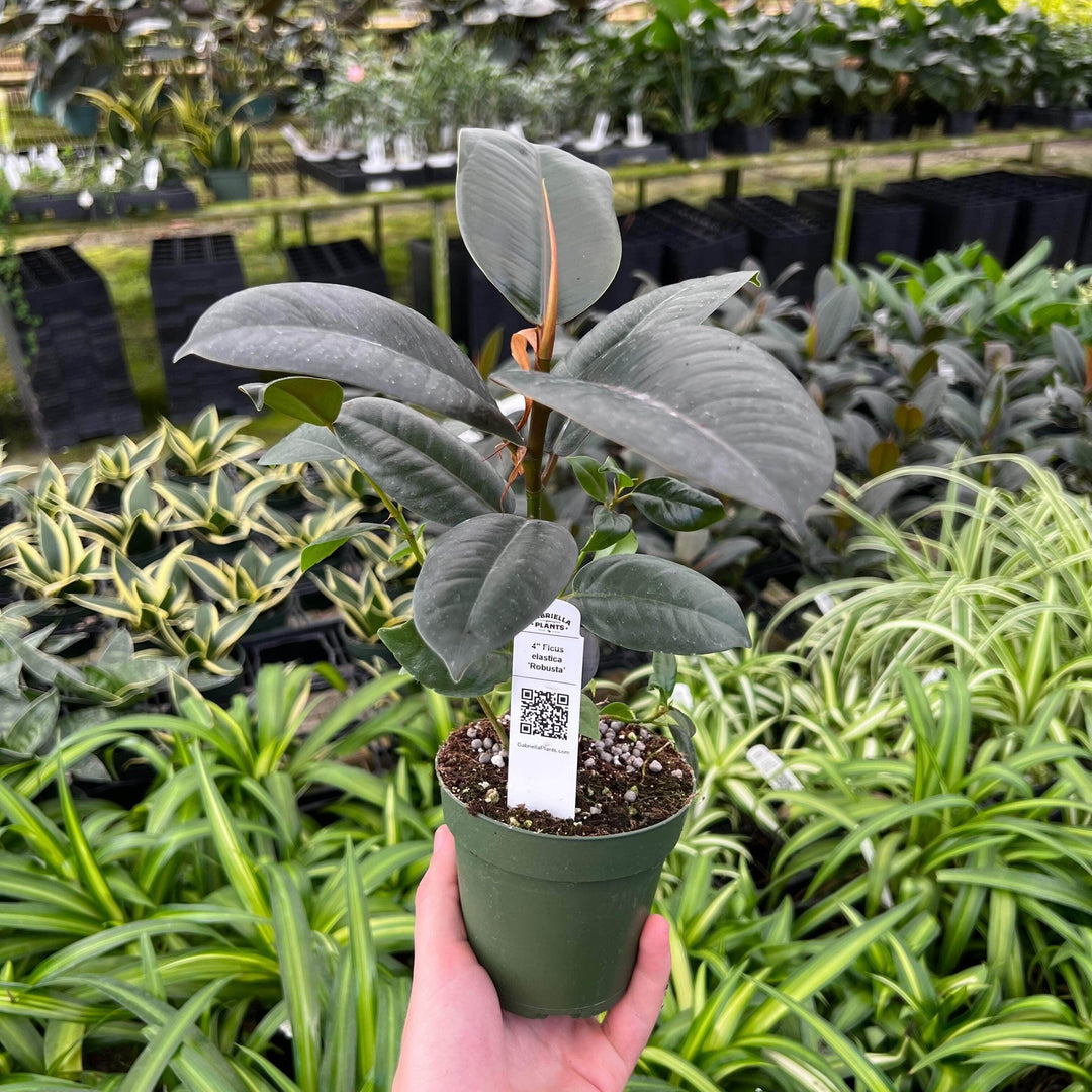 robusta rubber tree Ficus elastica 'Robusta'