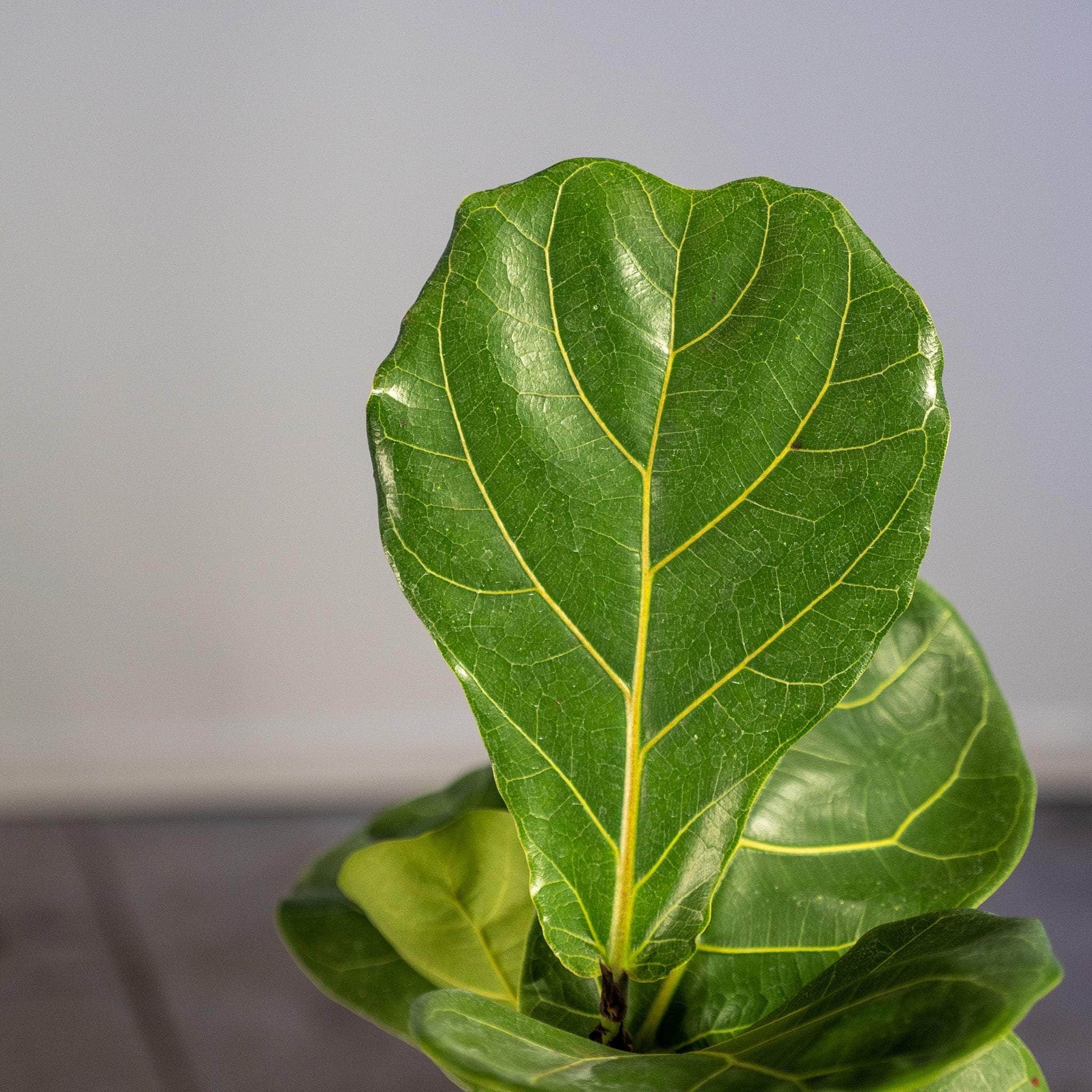 ficus lyrata fiddle leaf fig Ficus lyrata "Fiddle Leaf Fig"