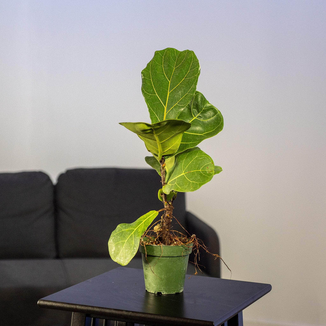 fiddle leaf fig time lapse Ficus lyrata "Fiddle Leaf Fig"