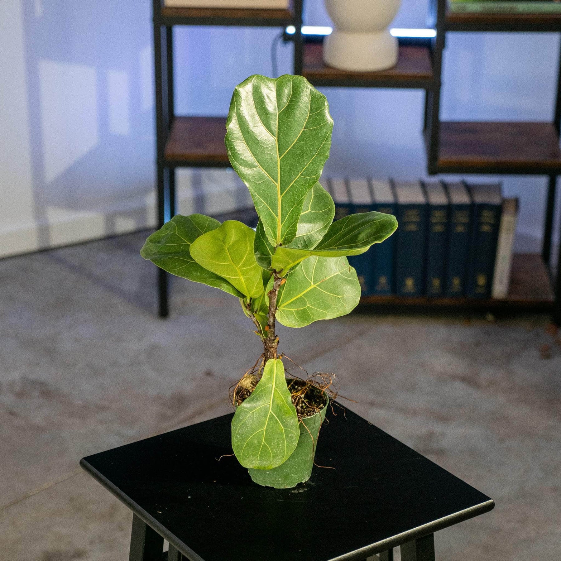 fiddle leaf fig small plant Ficus lyrata "Fiddle Leaf Fig"