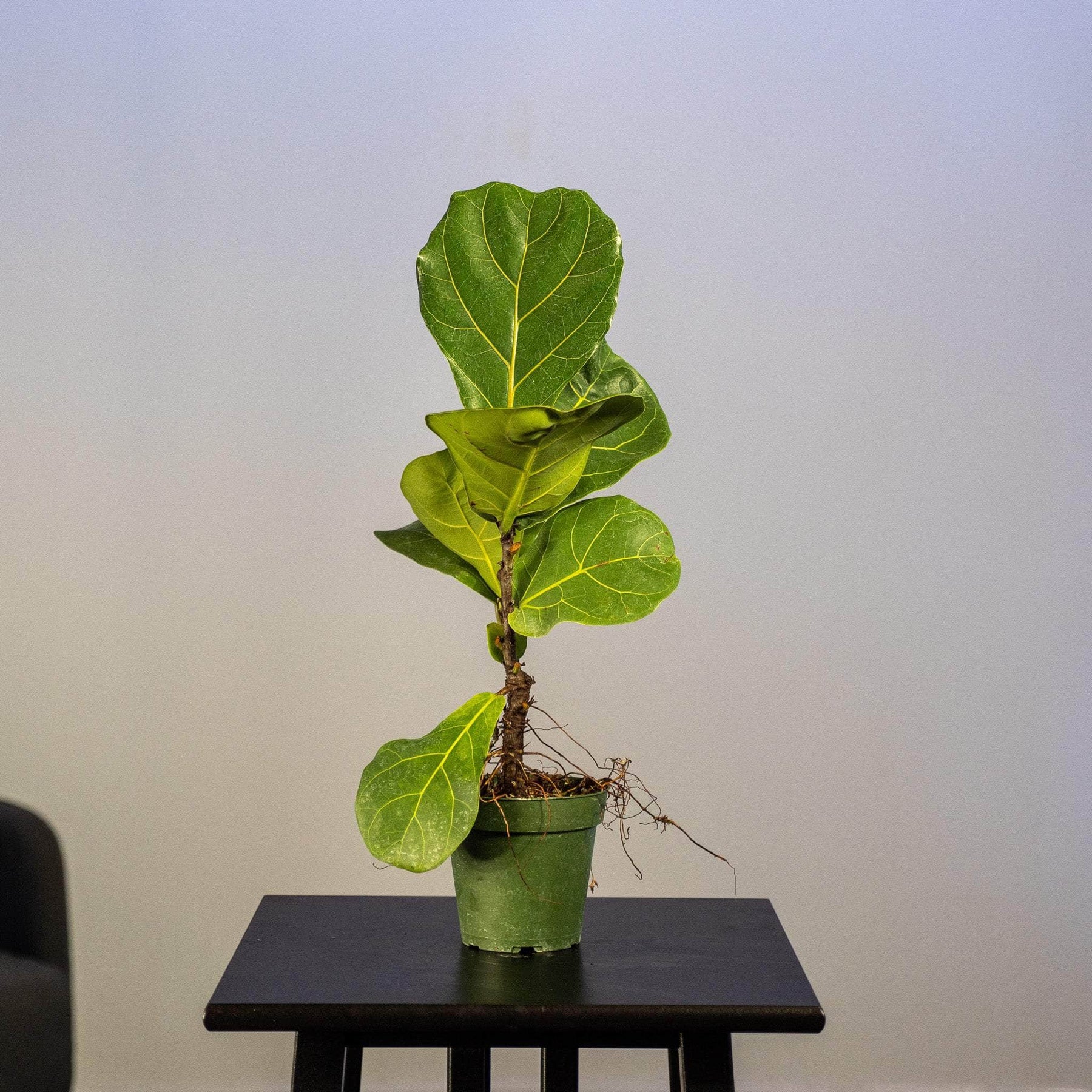 fiddle leaf fig growth time lapse Ficus lyrata "Fiddle Leaf Fig"