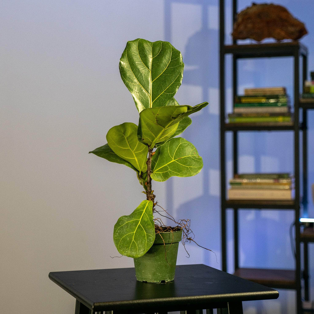 similar to fiddle leaf fig Ficus lyrata "Fiddle Leaf Fig"