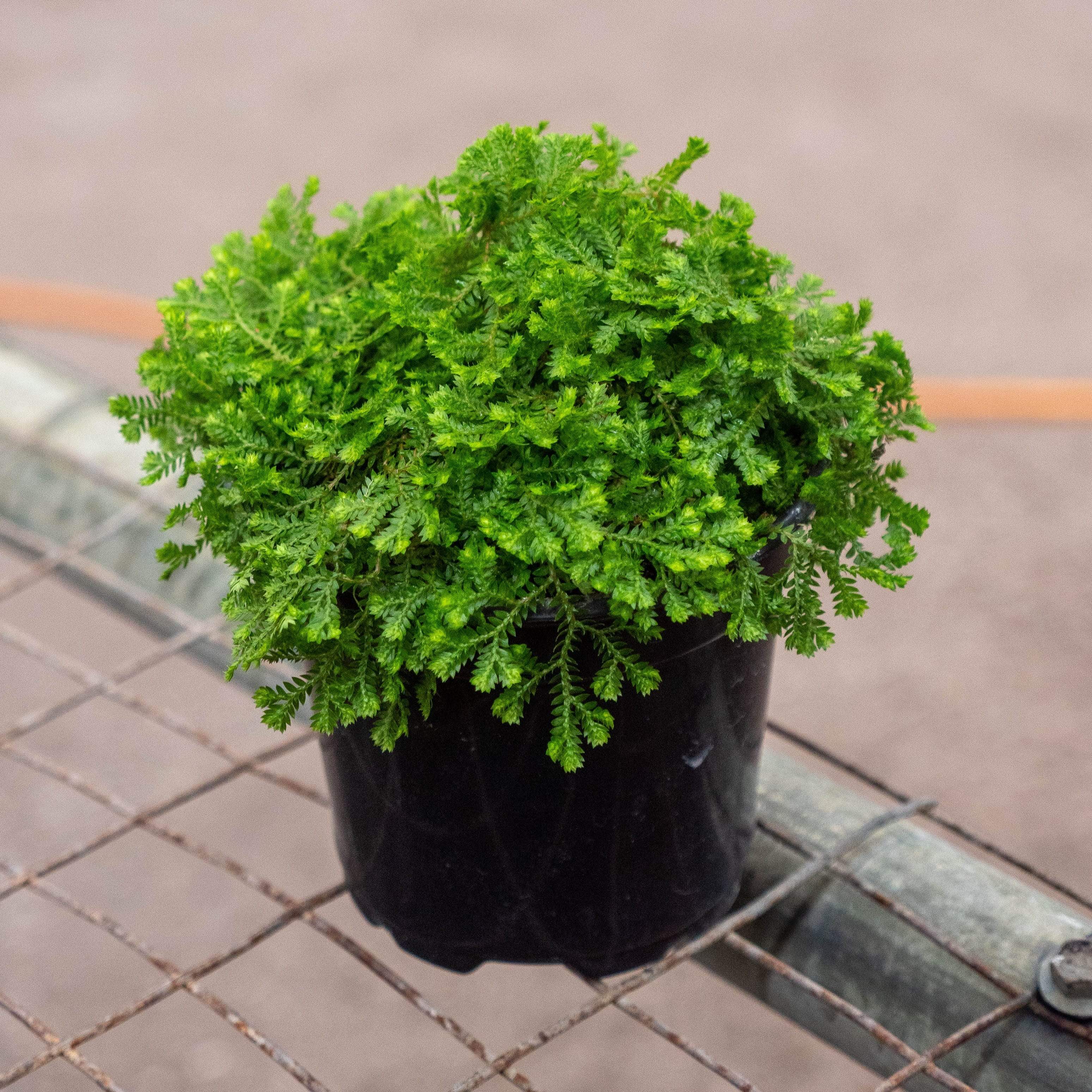 golden moss indoor plant Fern Selaginella kraussiana "Green Club Moss"