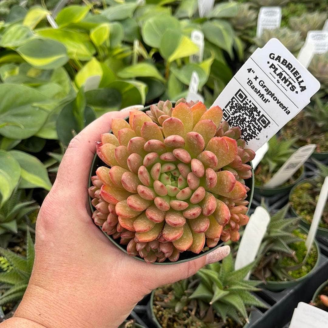 graptoveria bashful succulent Graptoveria x 'Bashful'