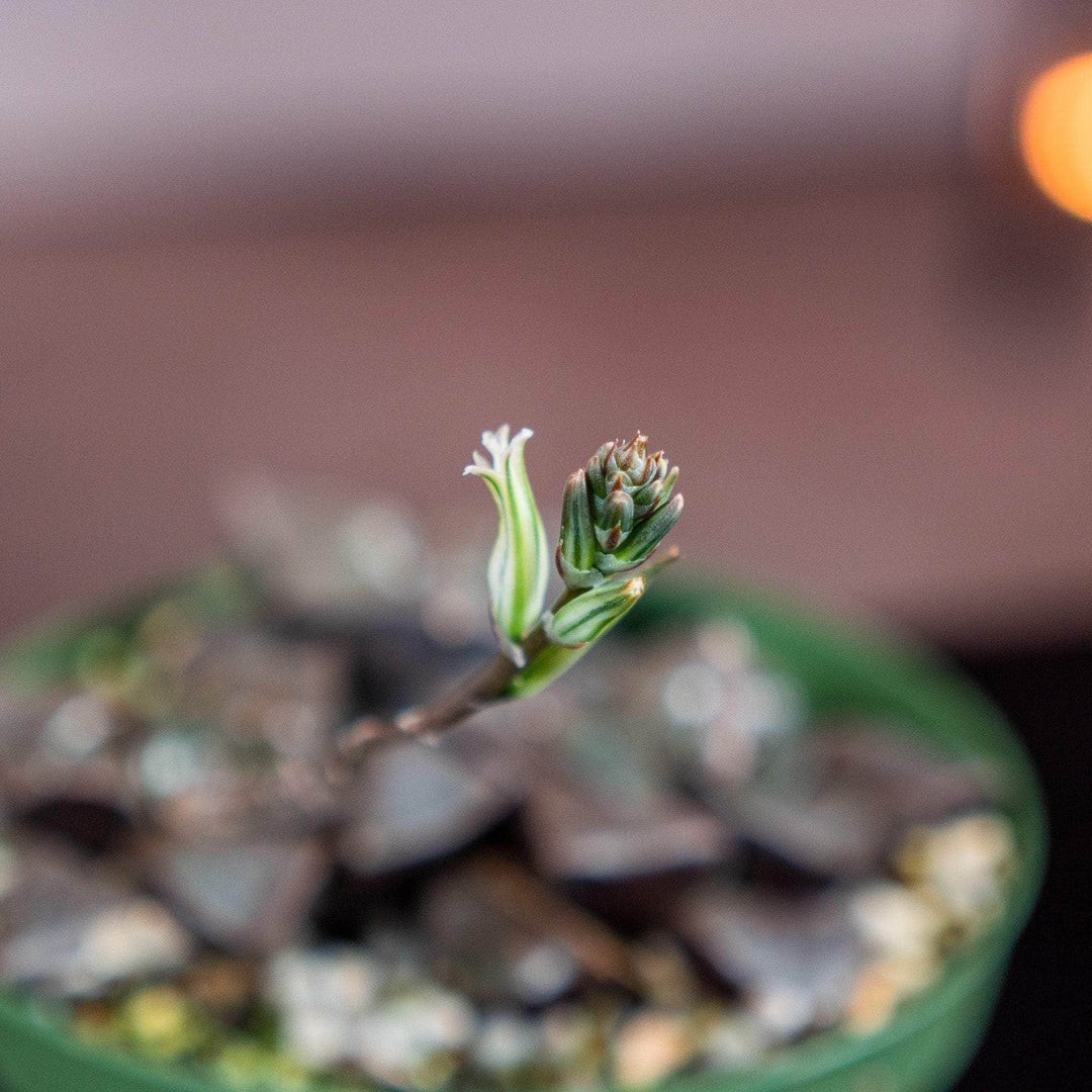 haworthia crystal succulent Haworthia springbokvlakensis 'Crystal Ball'