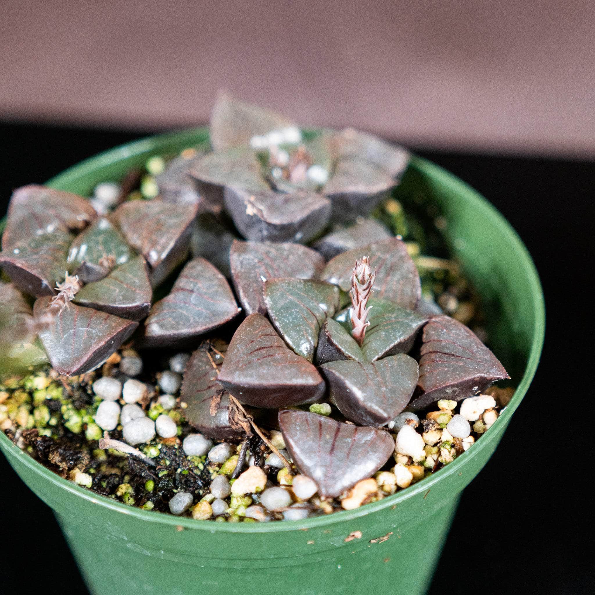 haworthia crystal succulent Haworthia springbokvlakensis 'Crystal Ball'