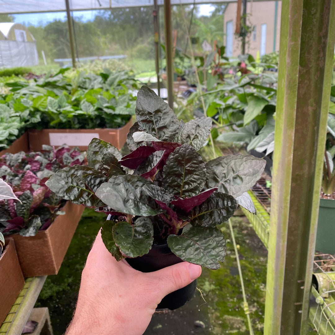 indoor waffle plant Hemigraphis alternata "Purple Waffle"