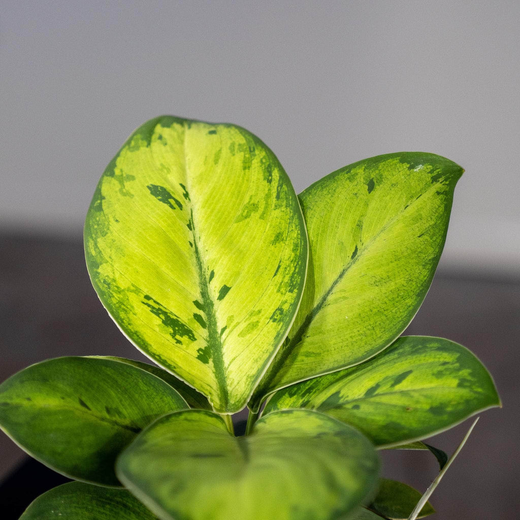 gabriella-plants-4-homalomena-