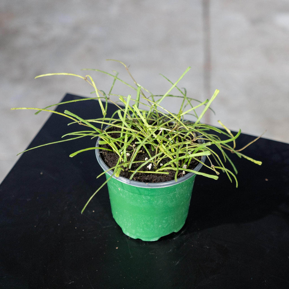 Gabriella Plants Hoya 4" Hoya retusa