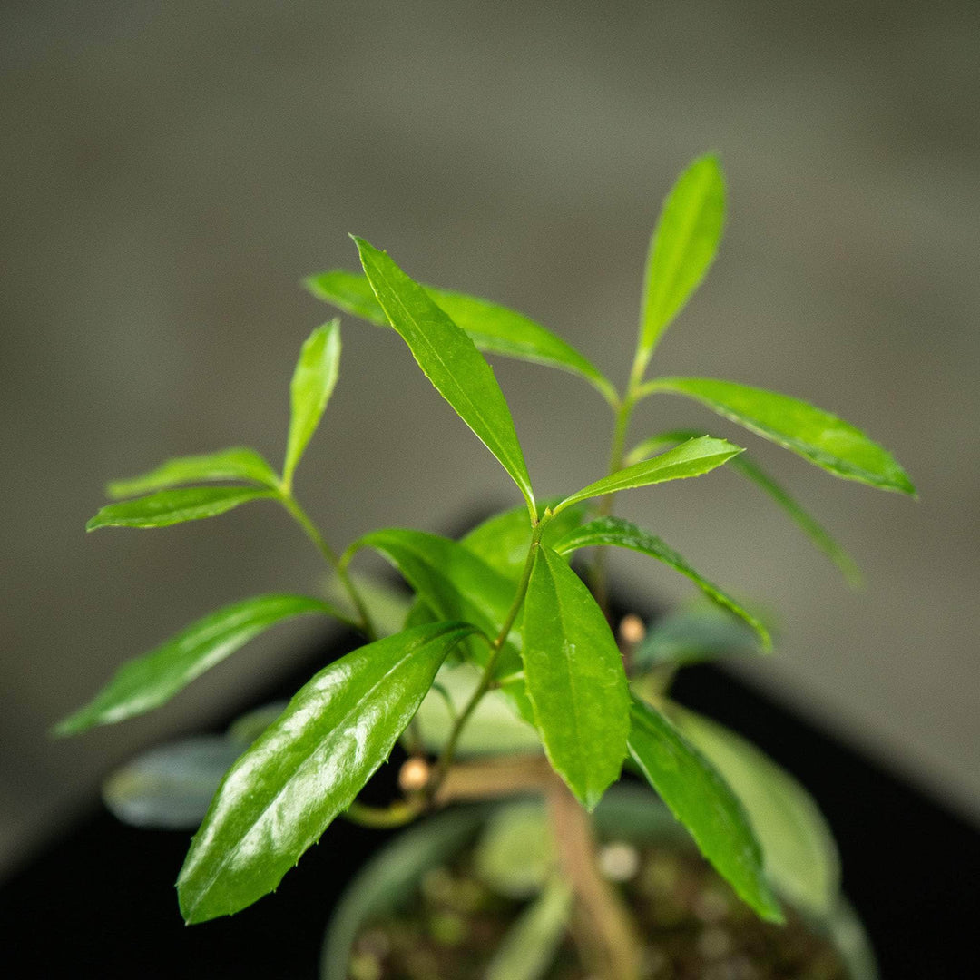 Gabriella Plants Other 4" Ilex paraguariensis "Yerba Mate"