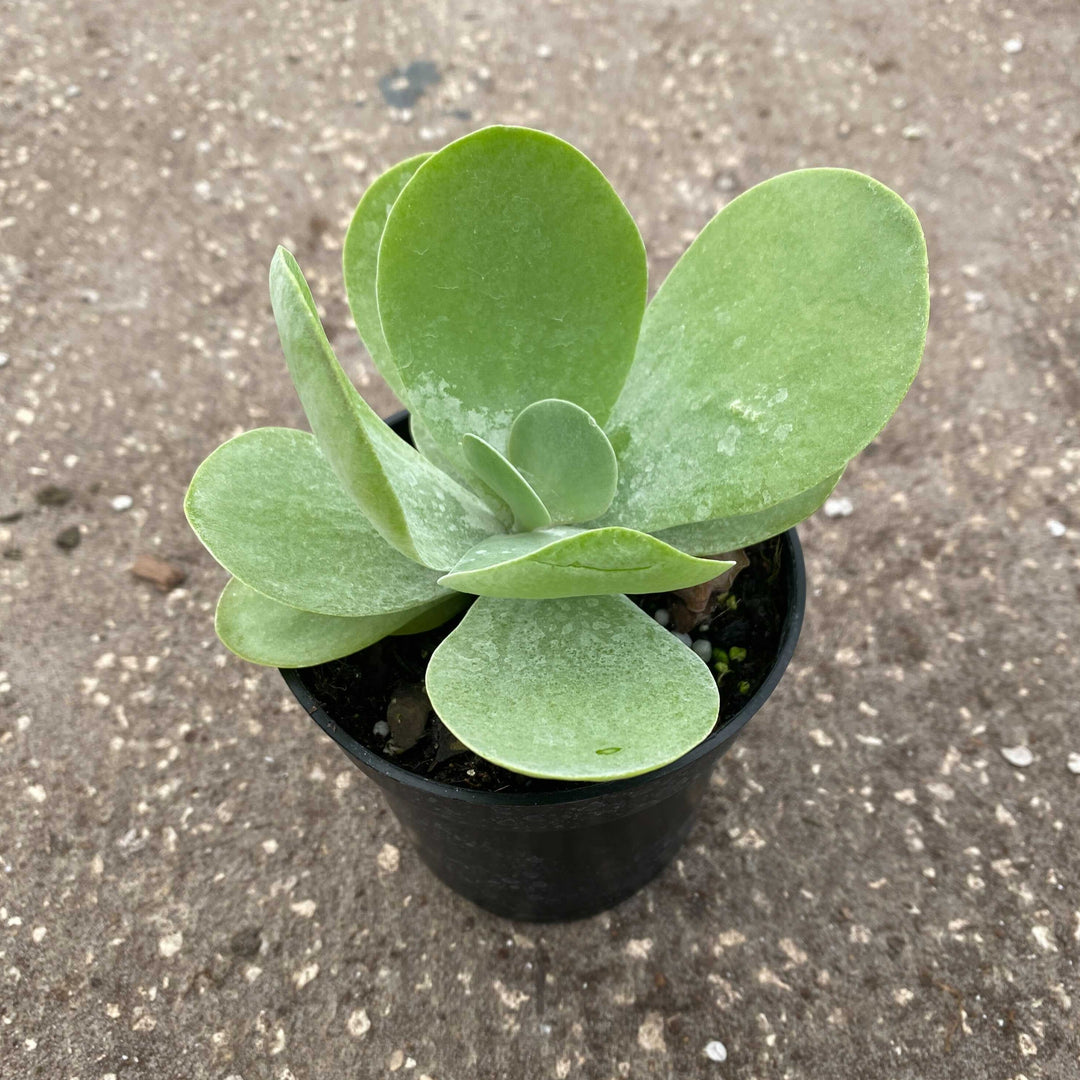 kalanchoe thyrsiflora succulent Kalanchoe thyrsiflora "Flapjack"