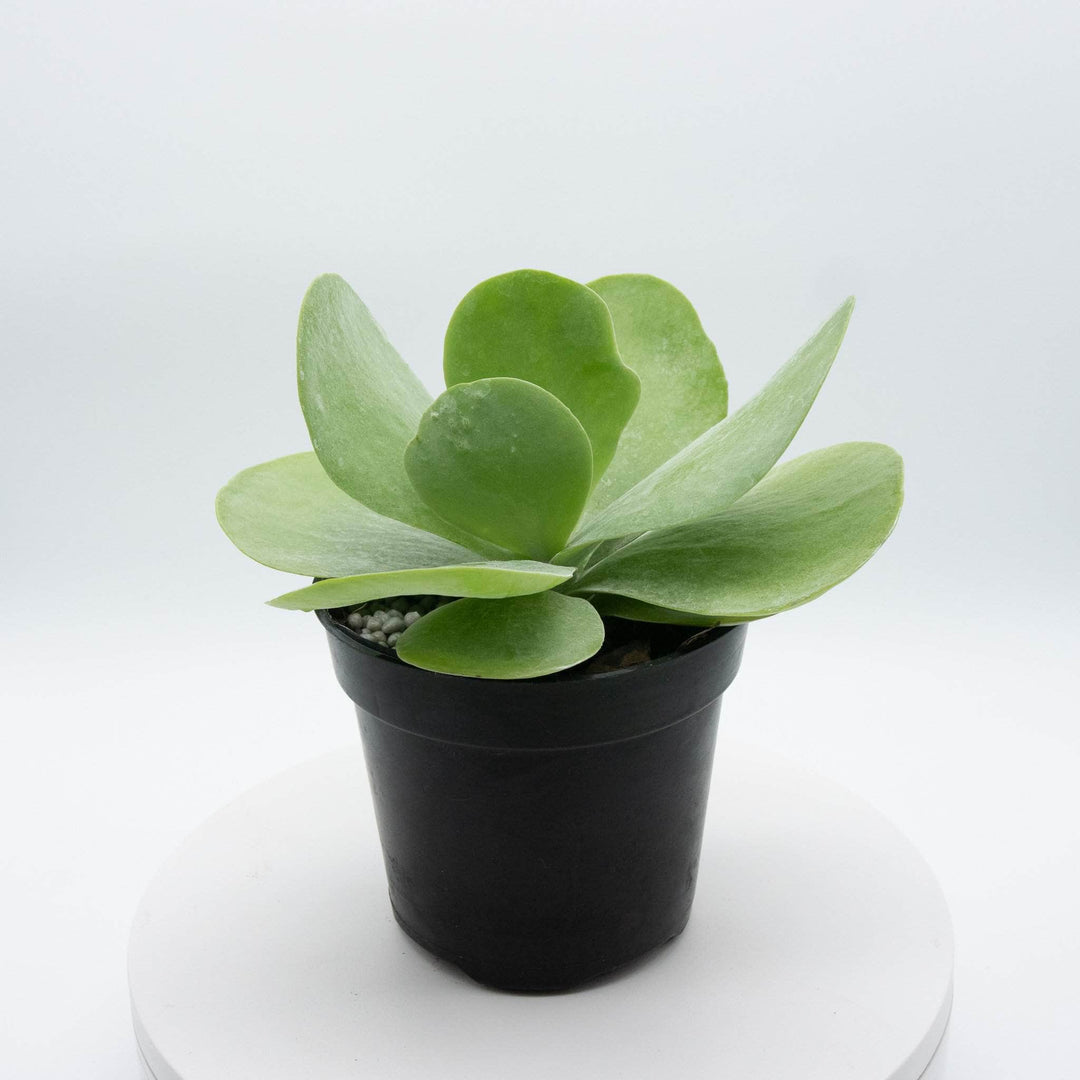 thyrsiflora succulent Kalanchoe thyrsiflora "Flapjack"