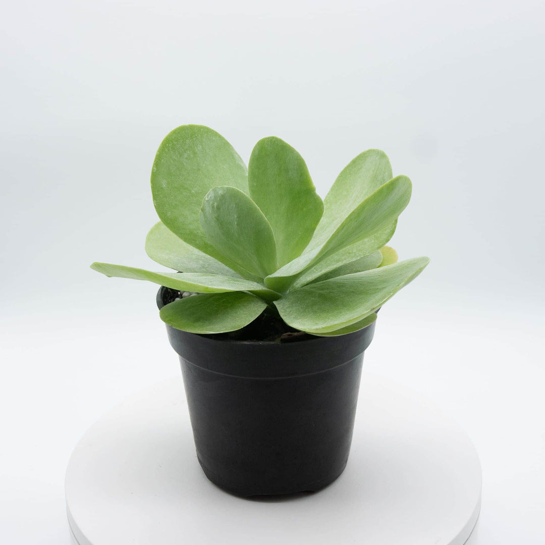 succulent with big flat leaves Kalanchoe thyrsiflora "Flapjack"