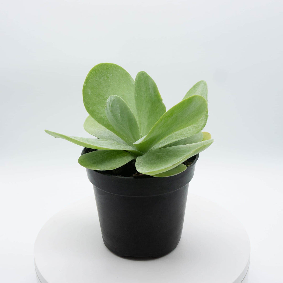 large flat leaf succulent Kalanchoe thyrsiflora "Flapjack"