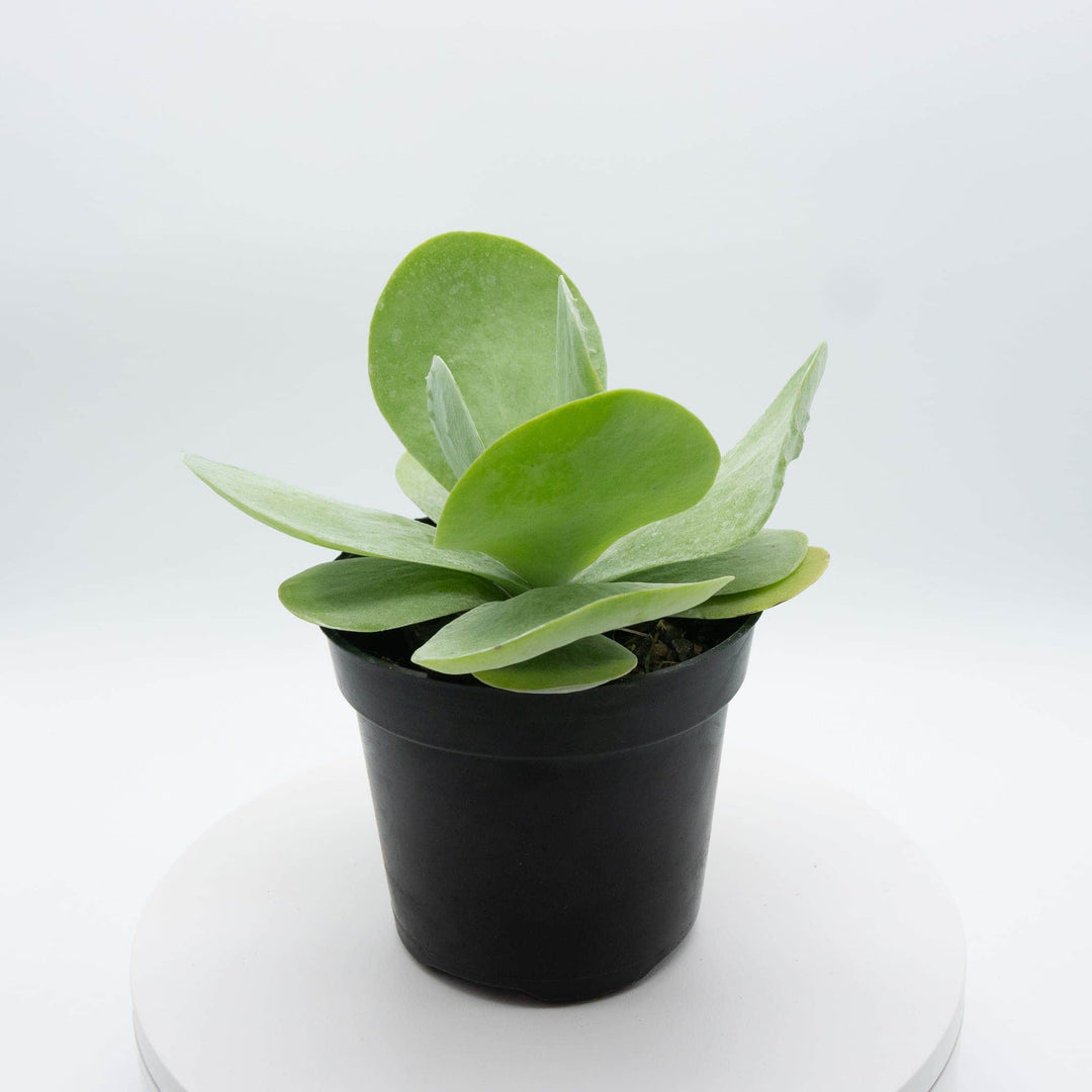 succulent flapjack plant Kalanchoe thyrsiflora "Flapjack"