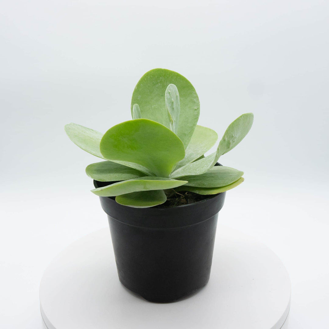 tall succulent with flat leaves Kalanchoe thyrsiflora "Flapjack"
