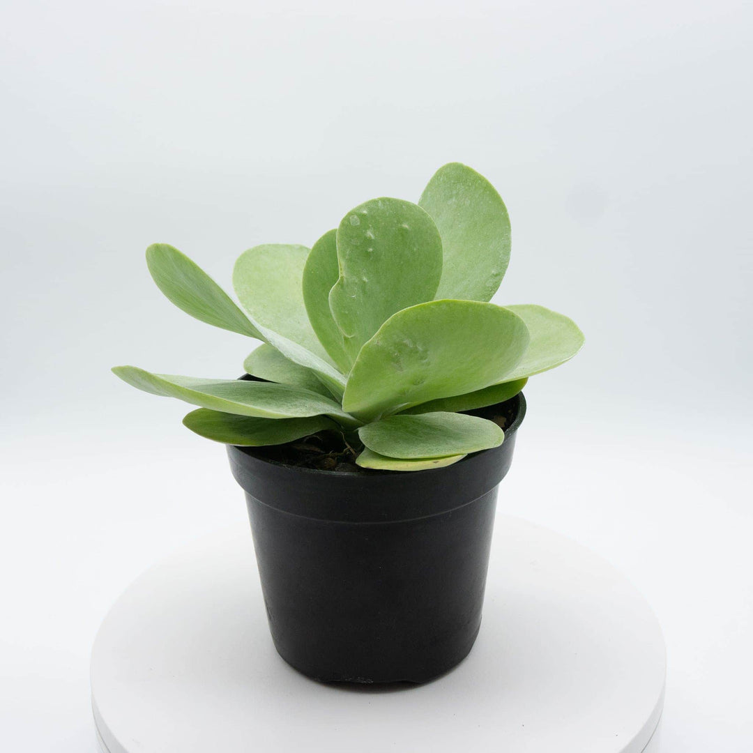crassula flapjack succulent Kalanchoe thyrsiflora "Flapjack"