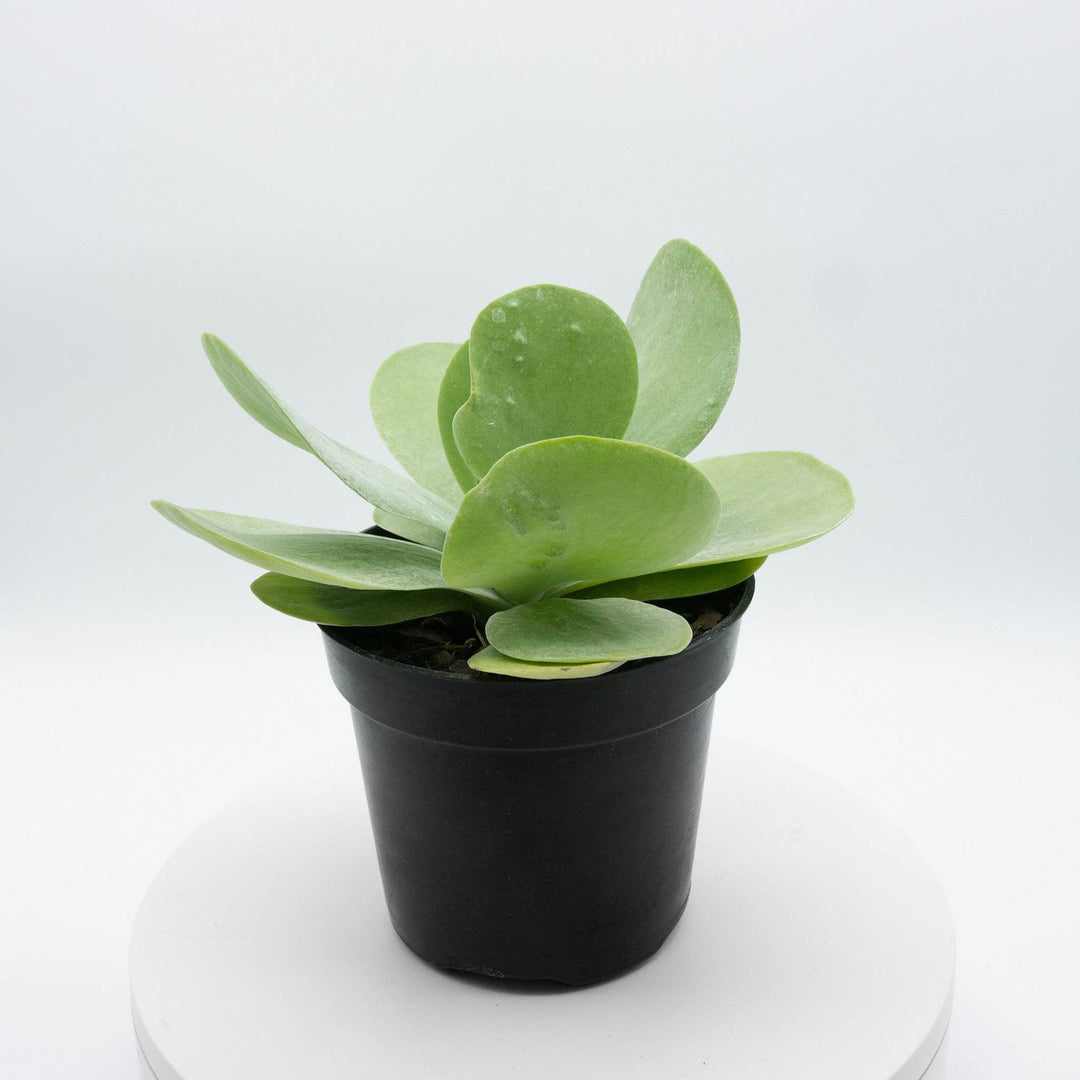 kalanchoe thyrsiflora succulent Kalanchoe thyrsiflora "Flapjack"