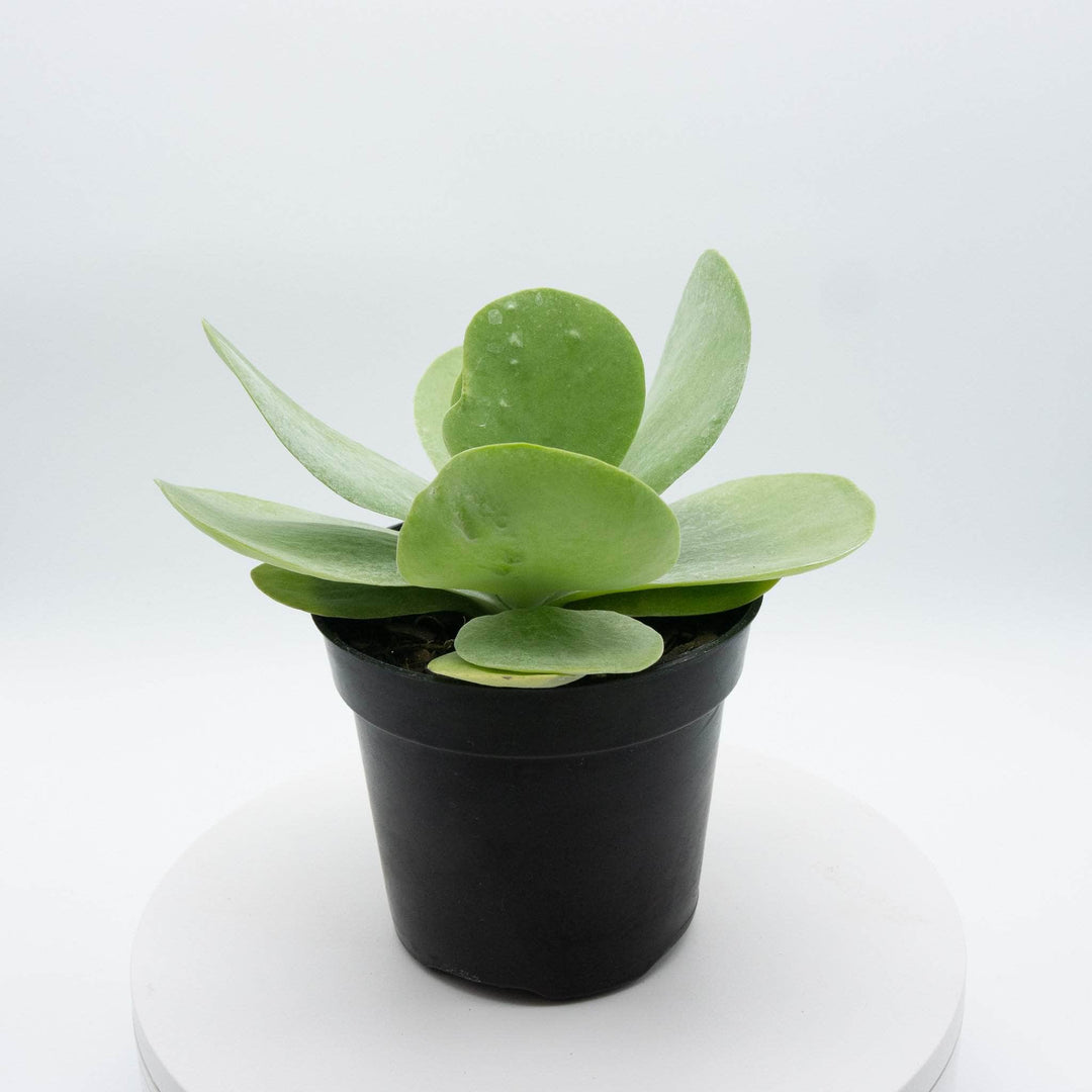 flapjack plant indoor Kalanchoe thyrsiflora "Flapjack"