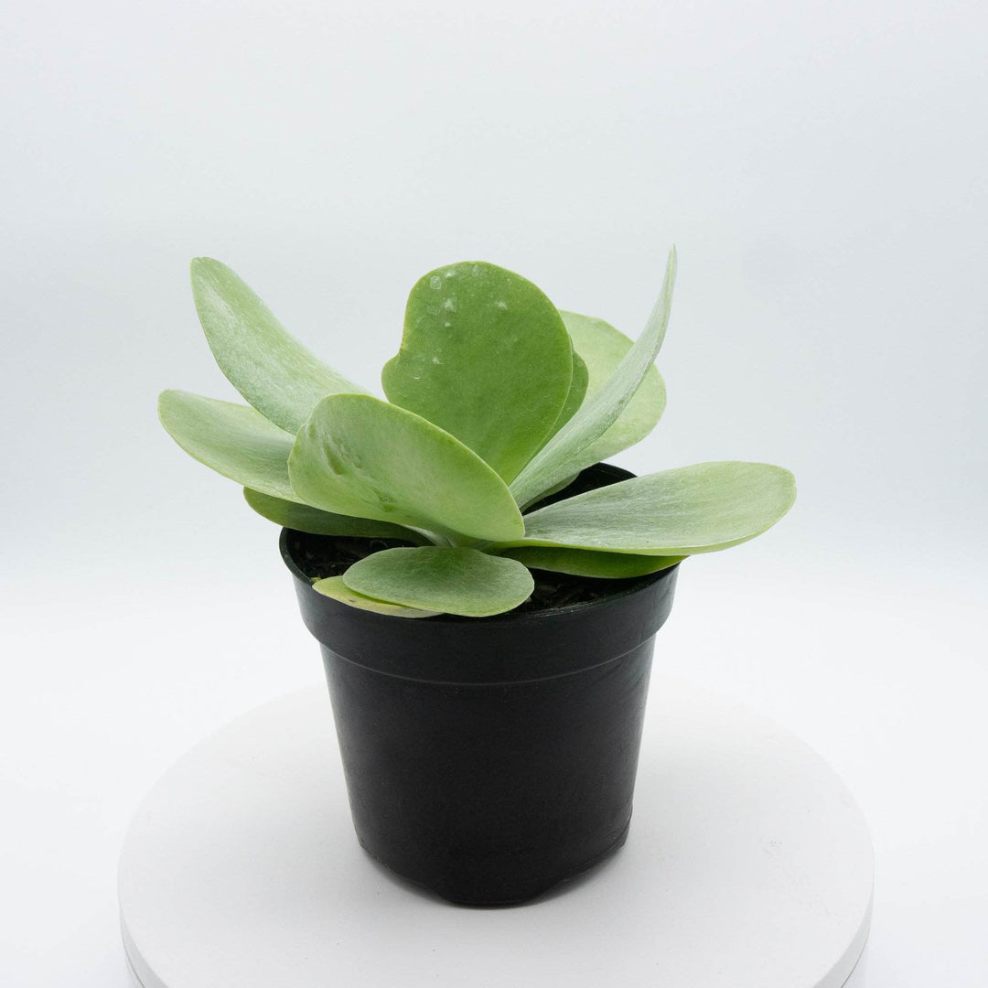 flapjack succulent plant Kalanchoe thyrsiflora "Flapjack"