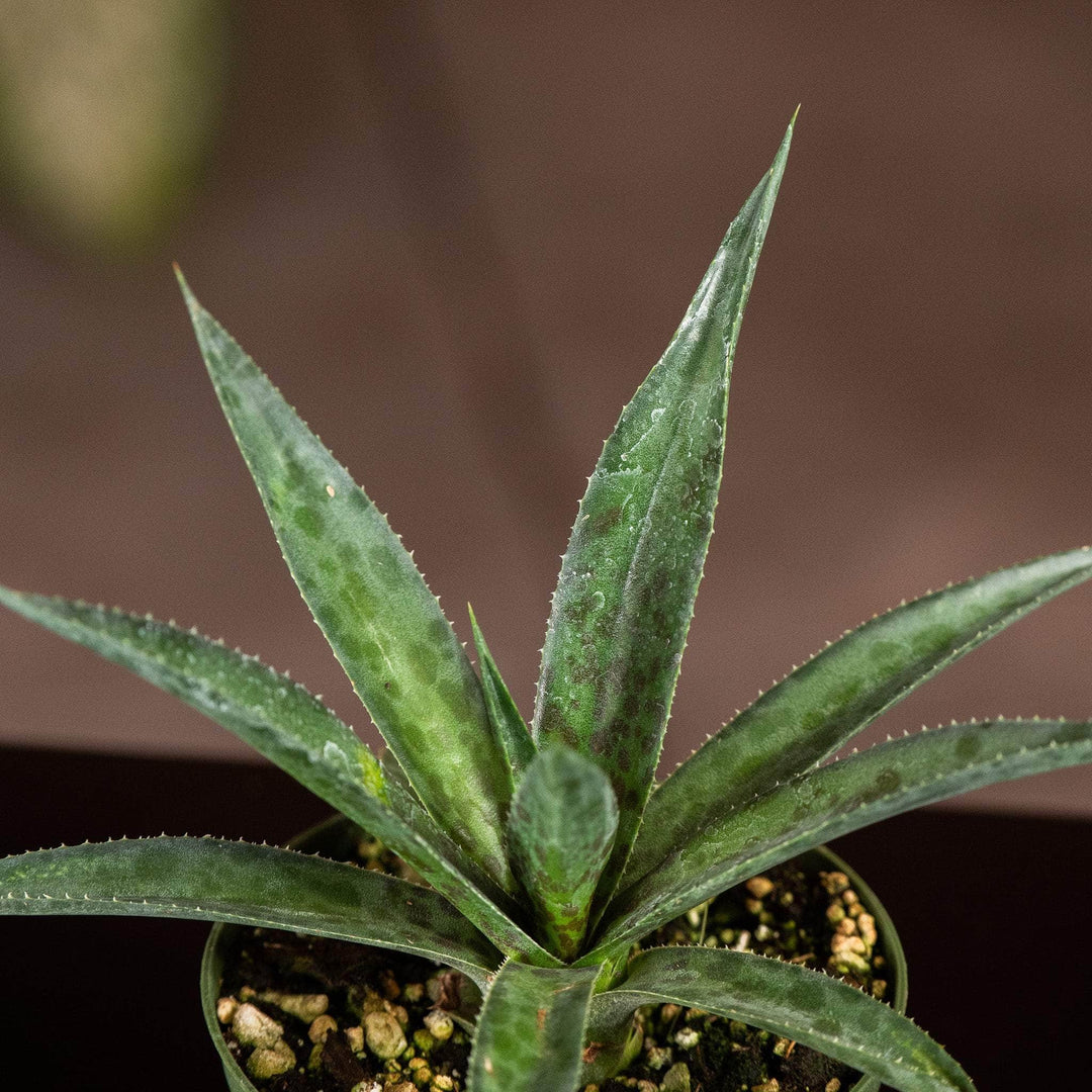 Gabriella Plants Succulent 4" Mangave 'Pineapple Express'