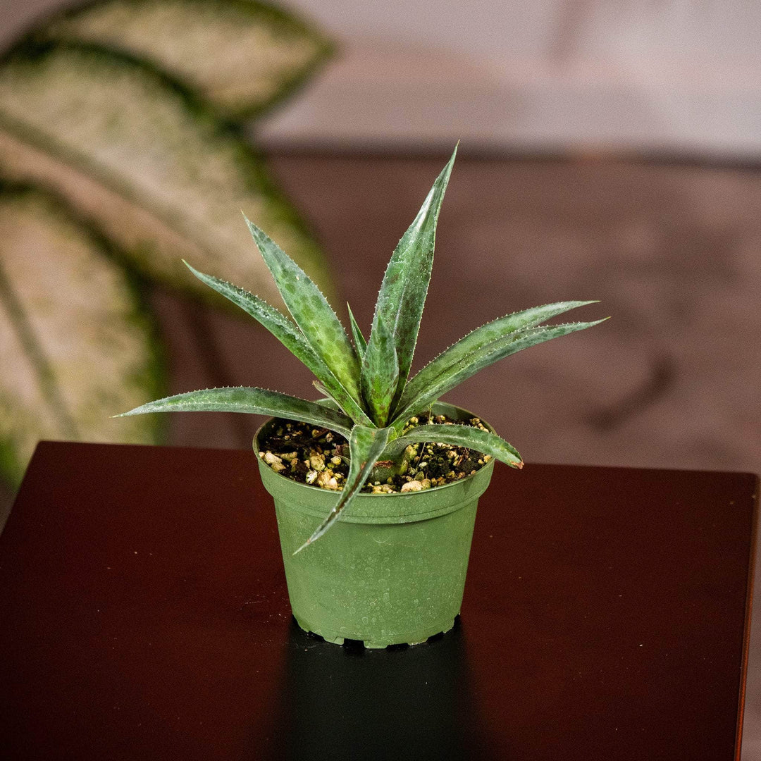 mangave plant indoors Mangave 'Pineapple Express'
