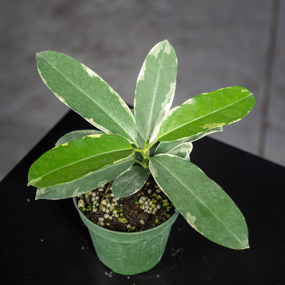 Gabriella Plants Other 4” Marsdenia floribunda ‘Variegata’