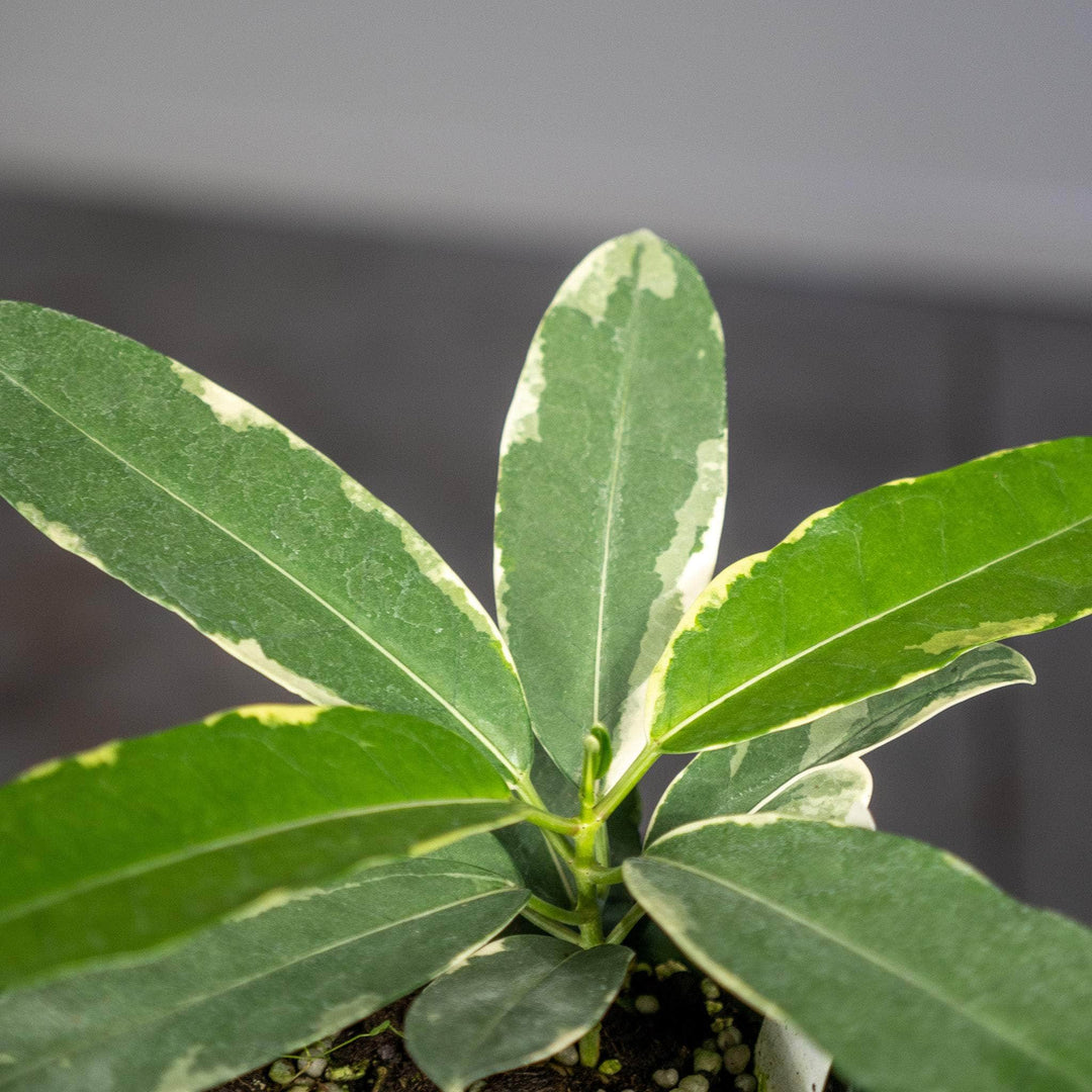Gabriella Plants Other 4” Marsdenia floribunda ‘Variegata’